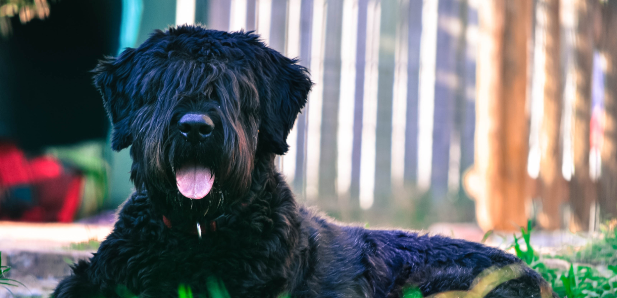 Bouvier des flandres